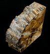 Small Sequoia Petrified Wood Bookends - Oregon #4489-2